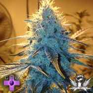 Gage Green Seeds Golden Gage